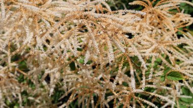 Koenigia alpina (Aconogonon alpina), genellikle alp knototu olarak bilinir, Koenigia alaskana 'ya benzer, ancak yaprak boyutu ve akene özellikleri farklıdır.