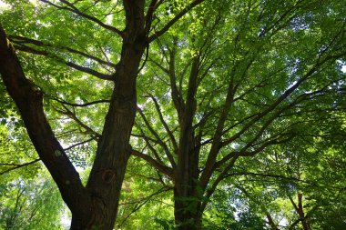 Ormanda ağaç yaprakları, doğa bitki örtüsü ve yapraklar