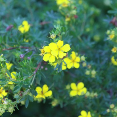 Bahçedeki güzel çiçekler