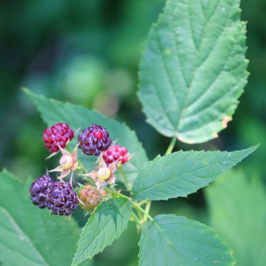 whitebark raspberries growing in a bush clipart