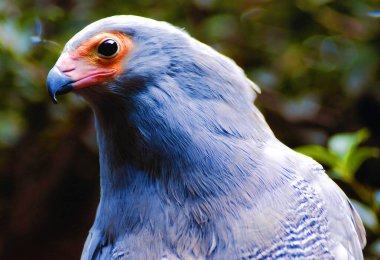 Afrika harrier şahini veya jimnastik geni (Polyboroides typus)