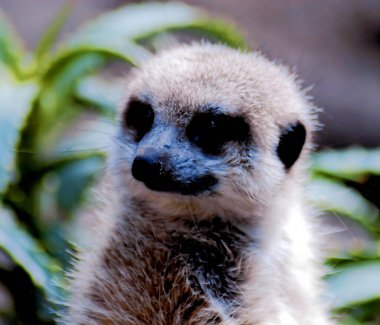 Mirket ya da suricate Güney Afrika 'da küçük bir etobur.