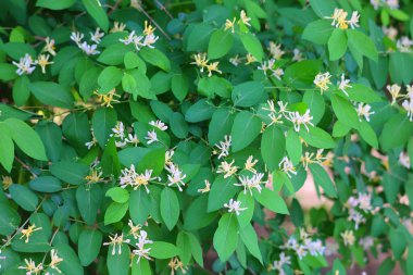 Yeşil yaprakların manzarasını kapat