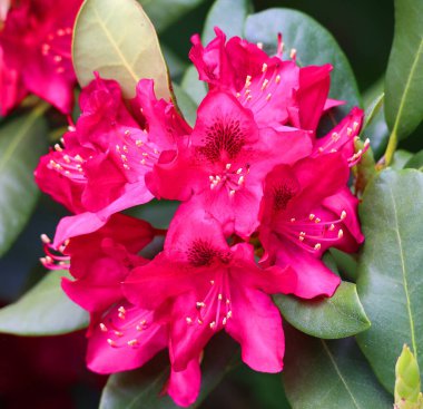 Parkta filizlenen rhododendron.