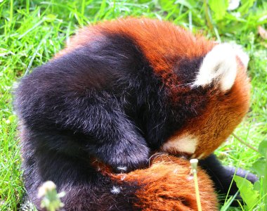 Kırmızı panda (Ailurus fulgens) çimlerde