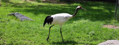 Kızıl Taç Turna (Grus japonensis) dünyanın en büyük ve nadir turnalarından biridir.