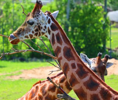 Hayvanat bahçesindeki zürafa manzarasını kapat.