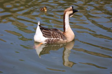 Sudaki güzel ördeğin manzarasını kapat.