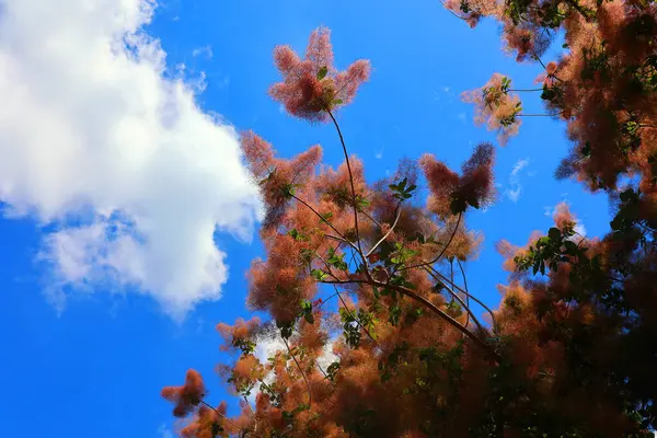 stock image Cotinus coggygria, Rhus cotinus, the European smoketree, Eurasian smoketree, smoke tree, smoke bush, or dyer's sumach is a species of flowering plant in the family Anacardiaceae,