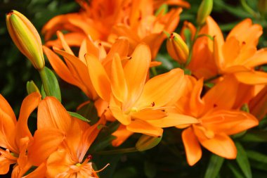 Bahçede portakal çiçekleri