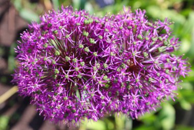 Soğan cinsi Allium, tek tip çiçekli bitkilerden oluşur.