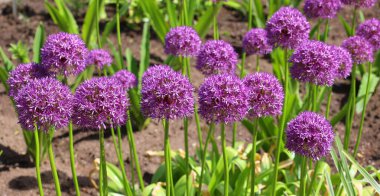 The onion genus Allium comprises monocotyledonous flowering plants clipart