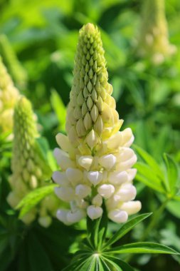 tarlada lupin ya da mavi başlık çiçekleri