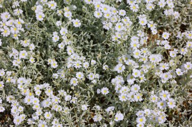 Cerastium tomentosum (yazın kar), bitkisel bir çiçek bitkisidir. 