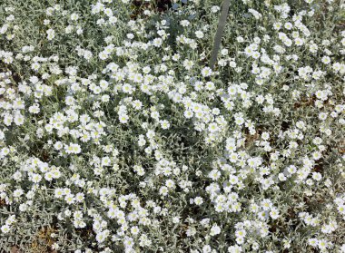 Cerastium tomentosum (yazın kar), bitkisel bir çiçek bitkisidir. 