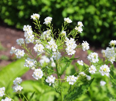 Bahçenin beyaz çiçekleri