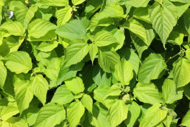 Yeşil yaprakları kapat