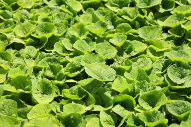 taze yeşil doğada Bahçe yaprakları