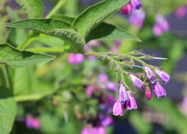 Kapalı - bahçede mor çiçekler