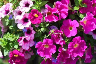 Bahçedeki güzel çiçekler