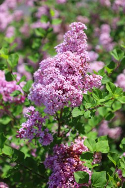 Bahçedeki leylak çiçekleri
