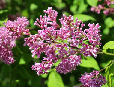 Bahçedeki leylak çiçekleri