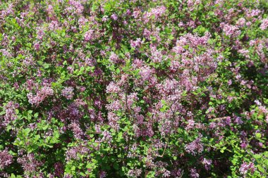 Bahçedeki güzel çiçekler