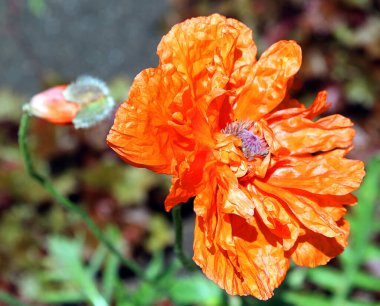 Bahçedeki kırmızı çiçek