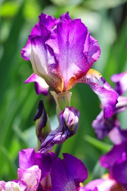 Bahçedeki güzel iris çiçekleri