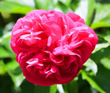 Şakayık çiçeği kırmızı