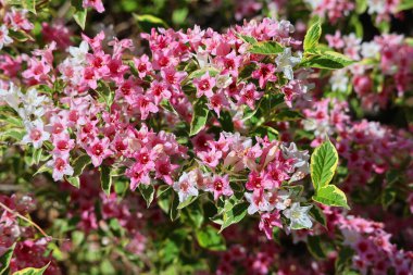 Weigela, Caprifoliaceae familyasından 6 ile 38 arasında yaprak döken bir bitki cinsidir..