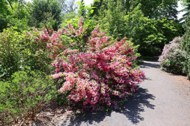 Weigela, Caprifoliaceae familyasından 6 ile 38 arasında yaprak döken bir bitki cinsidir..