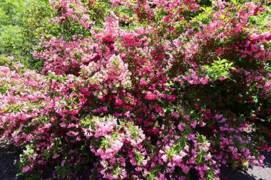 Bahçedeki güzel çiçekler