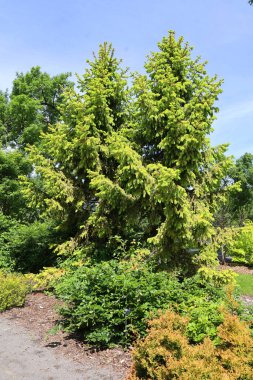 Ağaçlı güzel bir park manzarası.