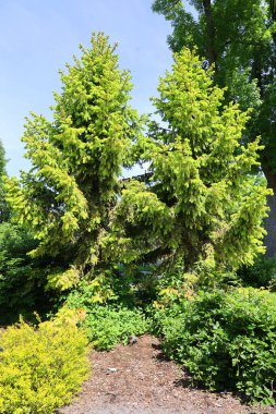 Ağaçlı güzel bir park manzarası.