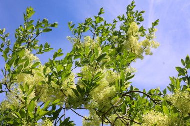 Chionanthus virginicus, Amerika Birleşik Devletleri 'nin kuzeydoğu ve güneydoğusunda, Massachusetts' ten Florida 'ya ve batısında Oklahoma' ya kadar uzanan bir ağaçtır.