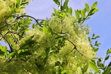 Chionanthus virginicus, Amerika Birleşik Devletleri 'nin kuzeydoğu ve güneydoğusunda, Massachusetts' ten Florida 'ya ve batısında Oklahoma' ya kadar uzanan bir ağaçtır.