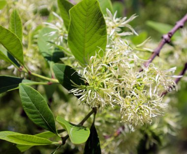 Chionanthus virginicus (beyaz kurbağa) ağacı