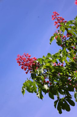 Kırmızı at kestanesi, at kestanesi ve kırmızı kestane arasında bir çapraz büyük alanlar için mükemmel bir gölge ağacıdır. Kendine özgü, gül kırmızısı, koni şeklinde bir çiçek.
