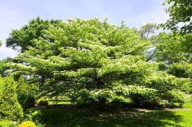 Cornus, Cornaceae familyasından ağaçsı bir bitki cinsidir ve genellikle kızılcık ya da orman olarak bilinir ve genellikle çiçekleri, böğürtlenleri ve belirgin kabuklarıyla ayırt edilir.