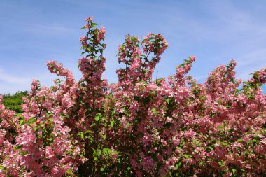 Weigela, Caprifoliaceae familyasından 6 ile 38 arasında yaprak döken bir bitki cinsidir..