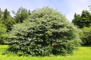 Glossy Hawthorn Kuzey Avrupa 'ya özgüdür ama New England' da bir süs olarak ekilir..