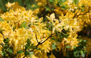 İlkbahar bahçesinde rhododendron çiçekleri