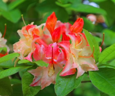 Bahçedeki kırmızı çiçekler