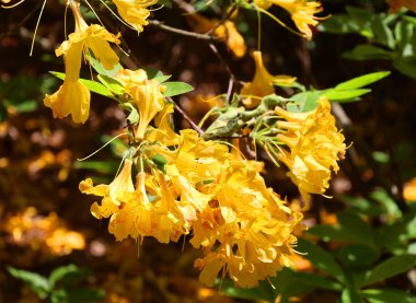 Bahçedeki güzel çiçekler