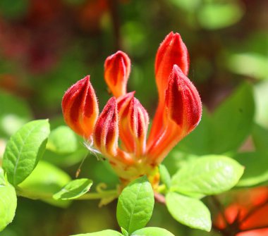 Yazın bahçede kırmızı çiçek.