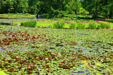Parktaki güzel gölet. Doğa.