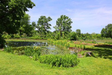 Bahçesinde yeşil çimen ve mavi gökyüzü olan gölet
