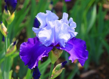 Bahçedeki süsen çiçekleri