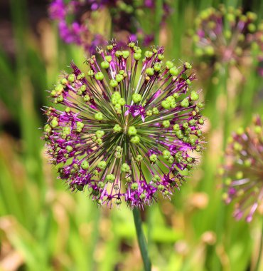 Bahçede mor çiçekler